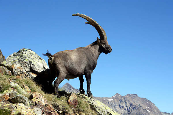 Alpe Rebelle - A specimen of ibex